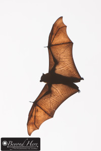 Flying Fox