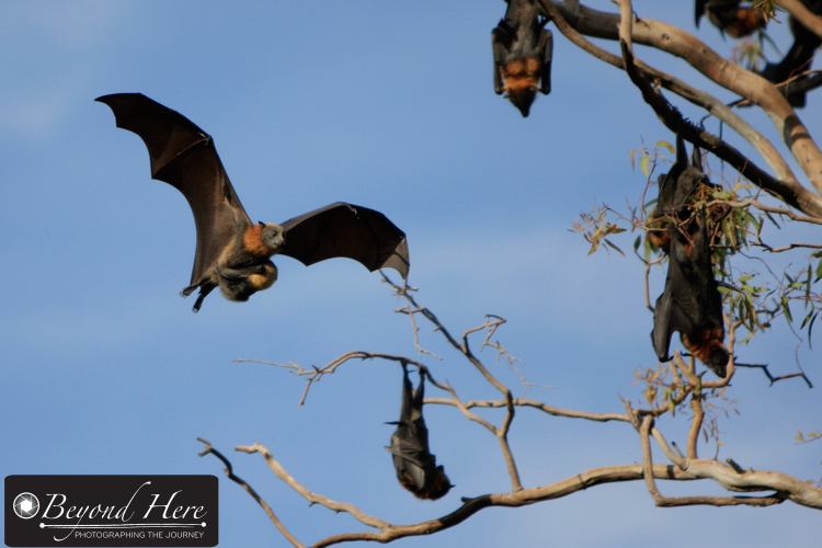 Fruit bat