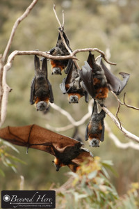 Flying fox