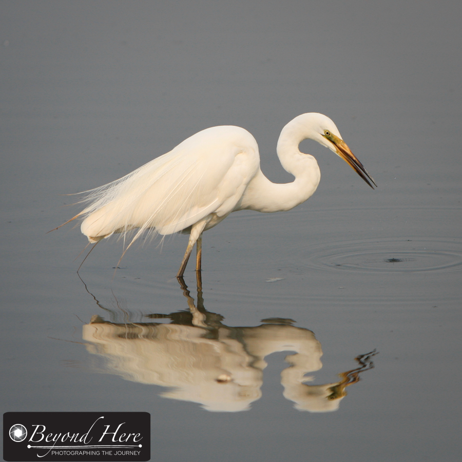 Heron