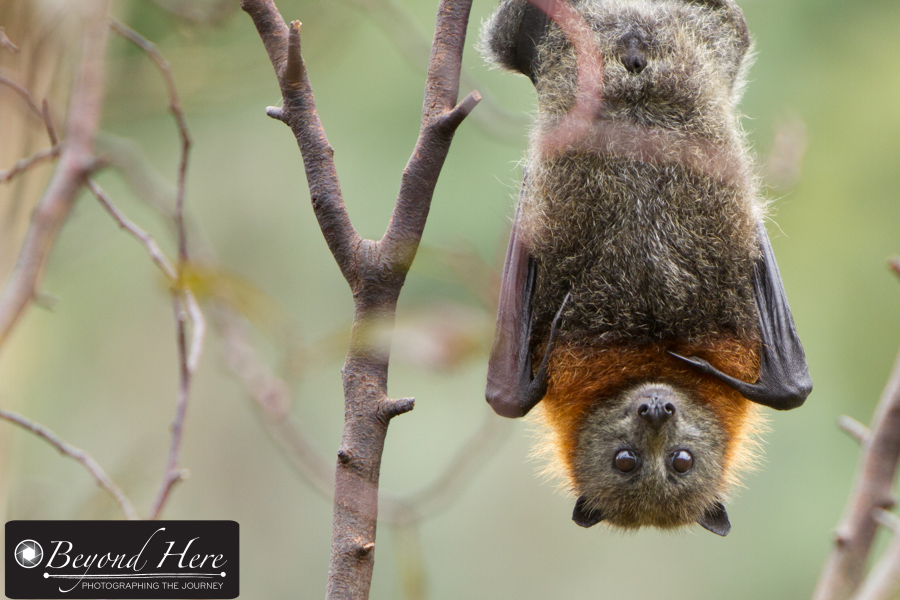Flying fox