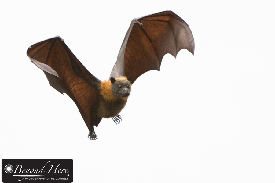 Flying Fox