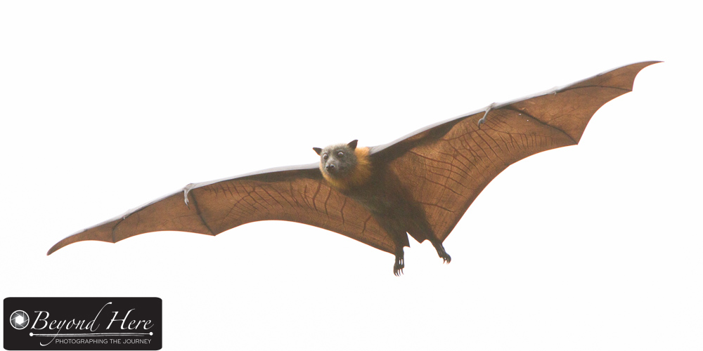 Flying Fox