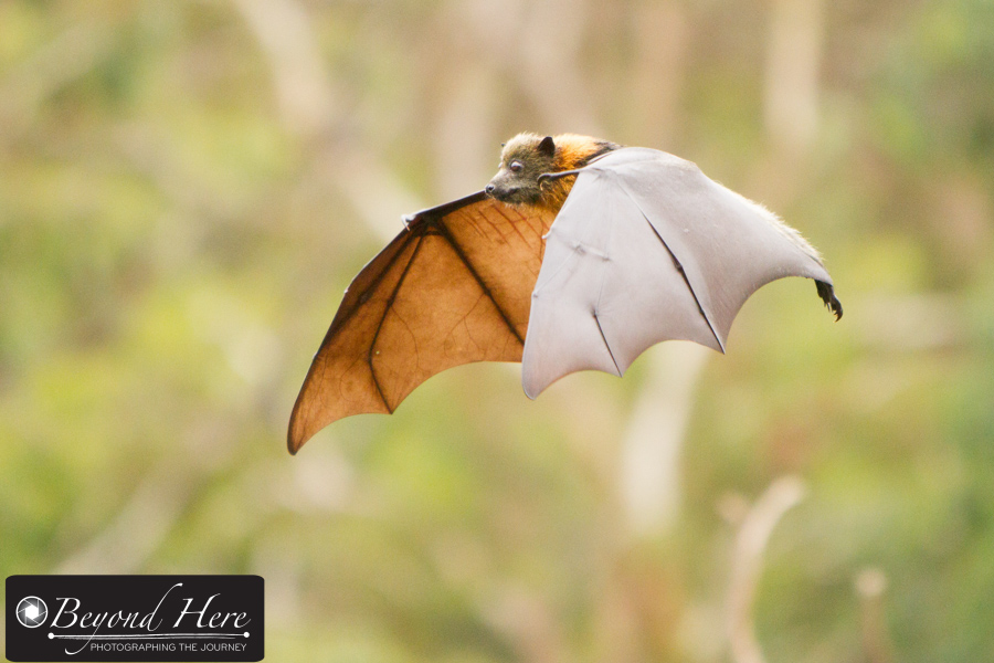 Fruit bat