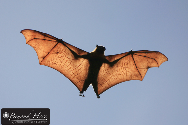 Flying fox