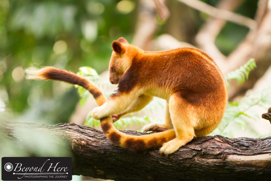 Tree kangaroo