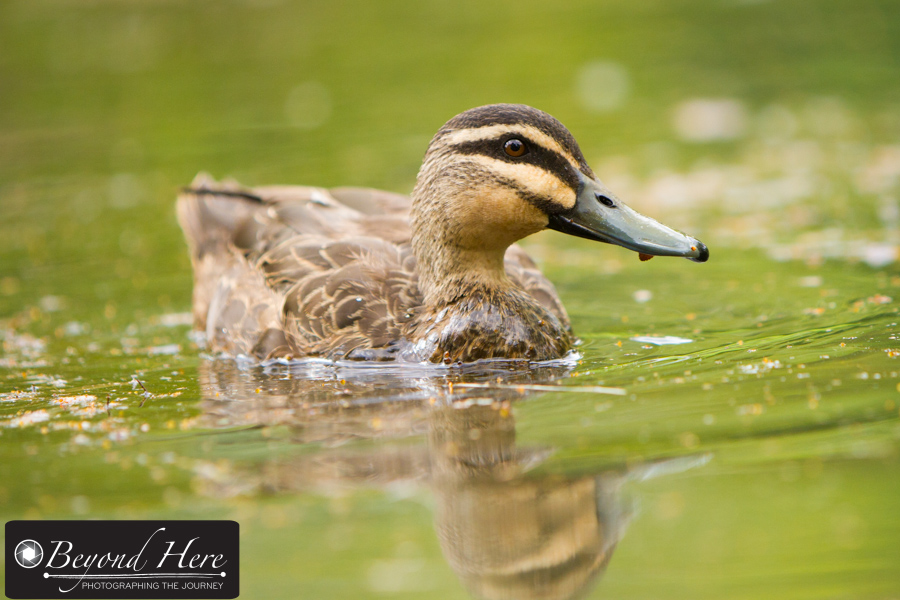 Duck