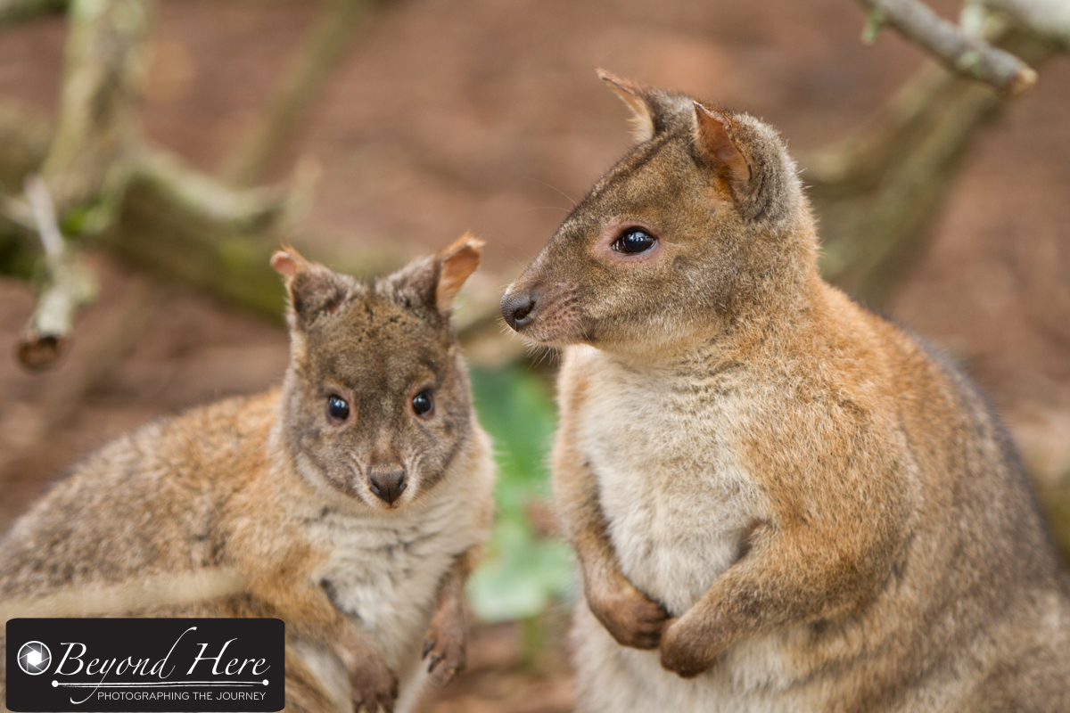 Pademelon