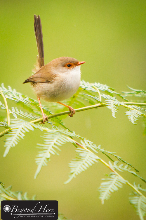 Wren