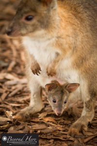 Wallaby