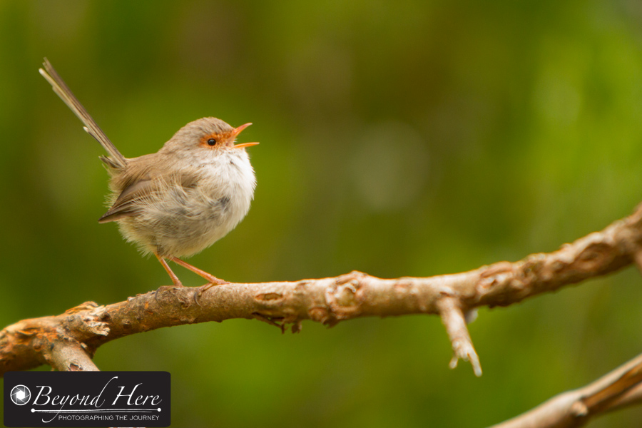 bird