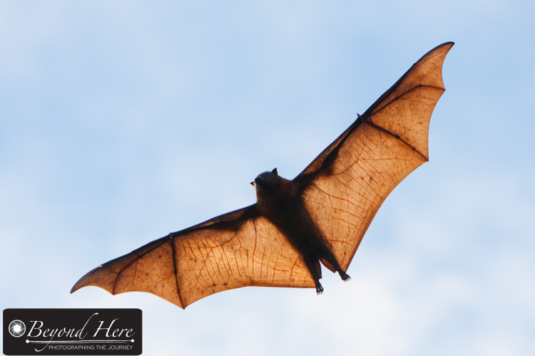 Flying fox