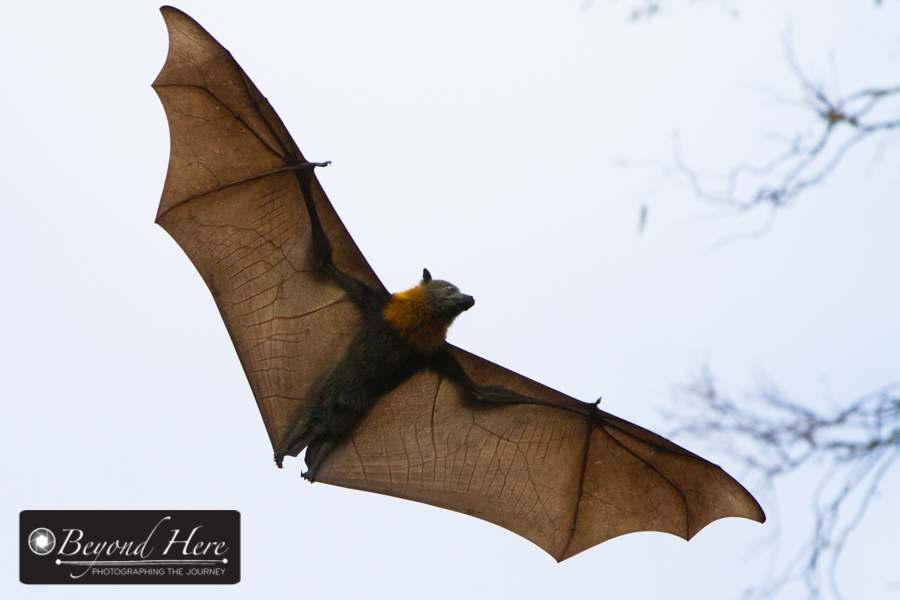 fruit bat flying