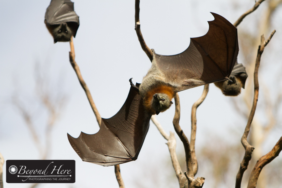 Fruit bat
