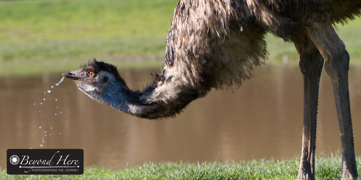 emu